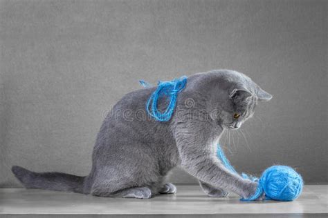 British Cat Playing with Ball of Yarn Stock Photo - Image of eyes ...