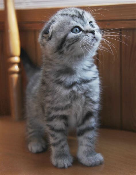 File:Silver tabby Scottish Fold Kitten.jpg - Wikimedia Commons