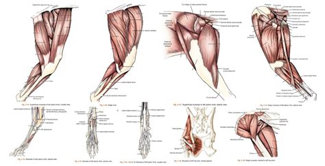 VETS1021 Muscles of the Hind Limb of the Dog Diagram | Quizlet