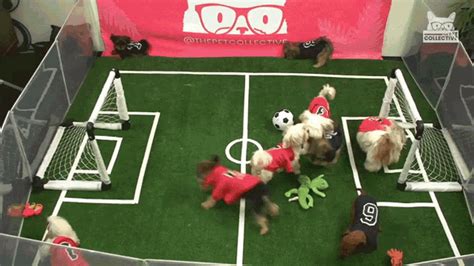 Puppies Playing Soccer Team GIF - PuppiesPlayingSoccer Puppi Soccer - Discover & Share GIFs