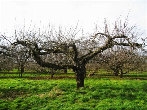 The Orchard Tea Room & Farm Shop: Pruning apple trees course