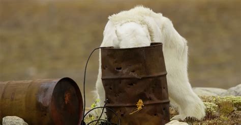 Tear-Jerking Footage Shows A Starving Polar Bear Struggling To Survive ...