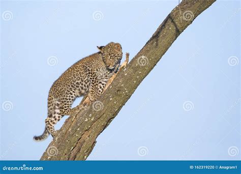 Leopard cub in a tree stock photo. Image of reserve - 162319220