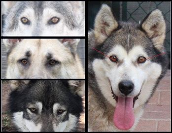 Texas Wolfdog Project | Eyes