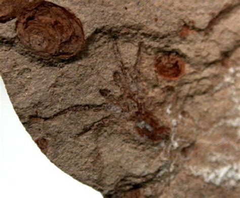 Lower Cretaceous Spider Fossil