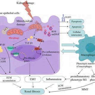 Regulation of mitophagy in renal interstitial fibrosis. Mitophagy ...