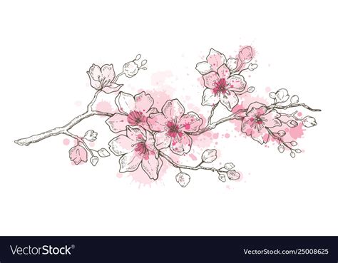 Spring sakura flowers blossom art hand drawn Vector Image