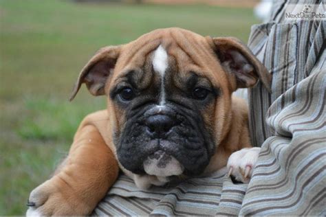 Gallery Bulldog Boxer Lab Mix Wallpaper Cool English Bulldog Boxer Mix | Photo.allindonews.com