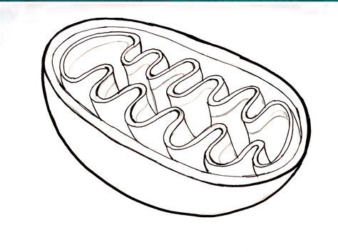 Mitochondria Drawing at GetDrawings | Free download