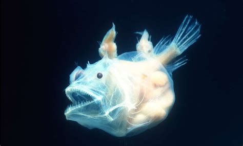 Discover the Relationship Between Male and Female Anglerfish - A-Z Animals