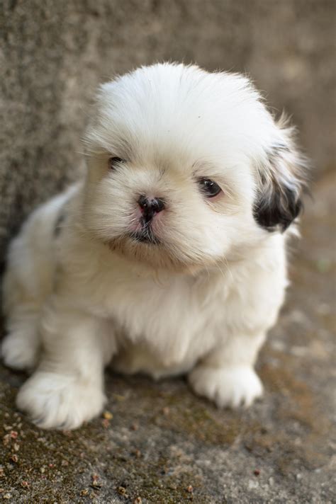 Shih Tzu Puppy Care | Cute dogs, Puppies, Dog care