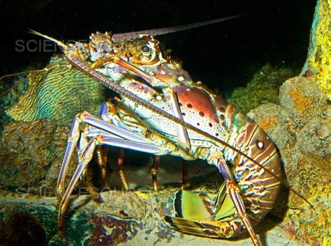 Photograph | Caribbean Spiny Lobster | Science Source Images