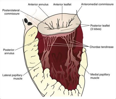 Mitral Valve and Pathology – AS Academy