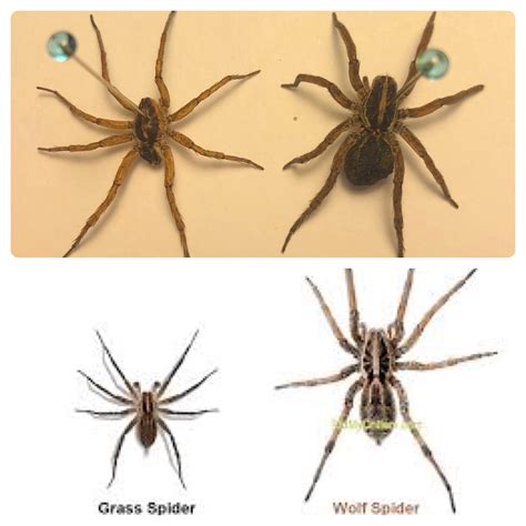 Wolf Spider Identification Chart