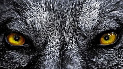 Angry Wolf Eyes Wallpapers - www.Wolf-Wallpapers.pro