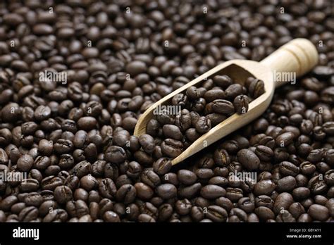 roasted peaberry coffee beans Stock Photo - Alamy