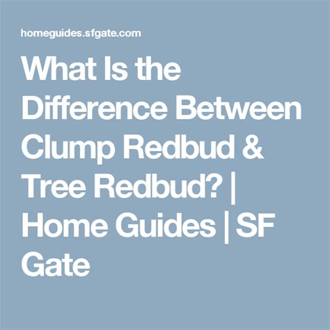 What Is the Difference Between Clump Redbud & Tree Redbud? | Pergo ...