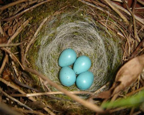 Sparrow Eggs: What They Look Like, When They Hatch, & More!