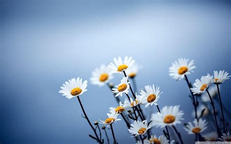 Simple Flower Desktop Wallpapers - Top Free Simple Flower Desktop ...