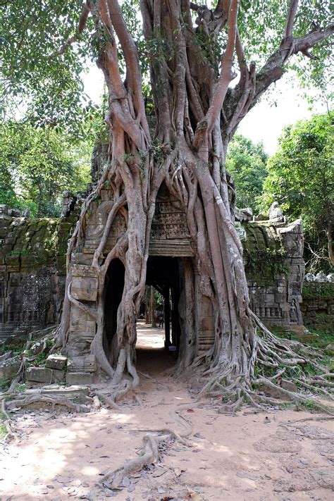 Cambodia Tree Temple Angkor - Free photo on Pixabay - Pixabay