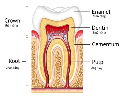 Cấu trúc răng- vấn đề liên quan đến tủy răng - Dược Hoàn Cầu