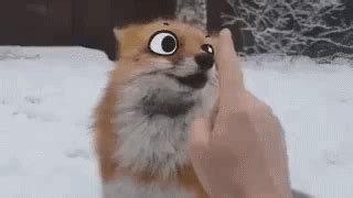 The Powerful Fox Boop | GIF | Know Your Meme