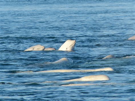 Witness the Majesty of Arctic Beluga Whales