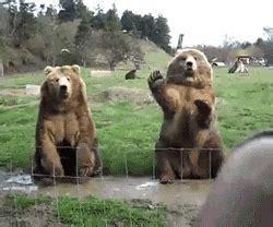 bear animated GIF