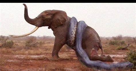 Anaconda Eat Water Elephant ( hippo )-Super Amazing