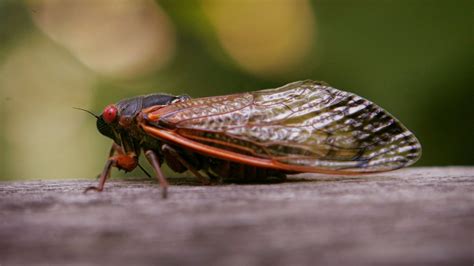 When Will Cicadas Emerge in Illinois? Some Could Already See the Return – NBC Chicago