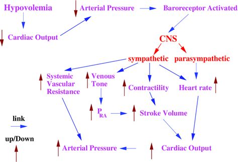 Baroreceptor reflex control loops | Download Scientific Diagram