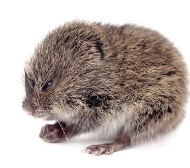 How to Get Rid of Voles | Vole Removal | Havahart®