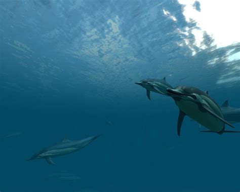 3D Dolphin Wallpaper - WallpaperSafari