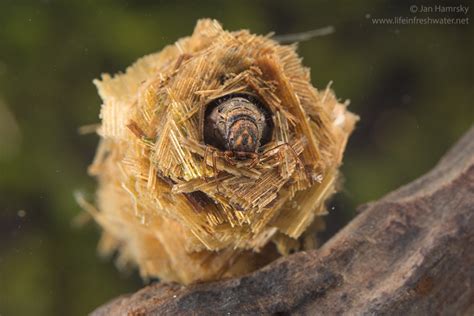 Caddisfly larvae (order Trichoptera) | LIFE IN FRESHWATER