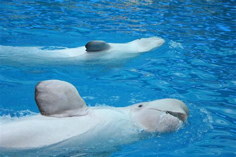 Beluga Whale Adaptations for Almost Everything are Totally Awing ...