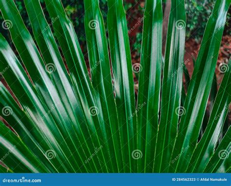 Green Palm Leaves for Background or Wallpaper Stock Image - Image of leaves, wallpaper: 284562323