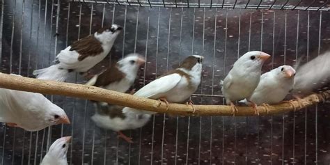 Zebra Finch Vs Society Finch: What Is The Difference? | Pet Birds Keeper