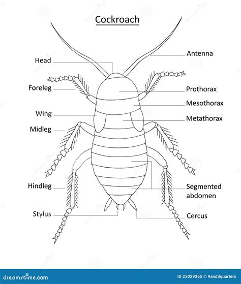 Cockroach Diagram