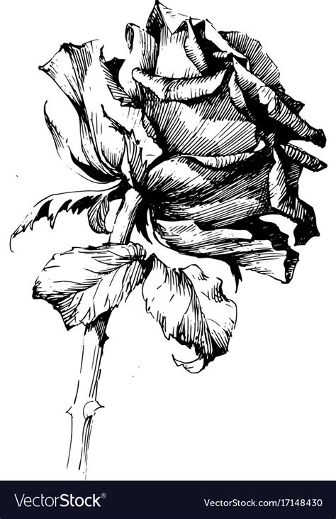 Ink Illustrations Flowers