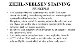 Ziehl neelsen staining | PPT