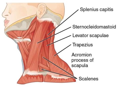 Do THIS Instead of a Levator Scapulae Stretch for Neck Pain - Precision ...