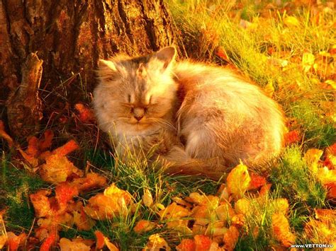 Autumn Cat Wallpapers - Top Free Autumn Cat Backgrounds - WallpaperAccess