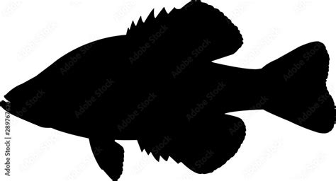 White Crappie Fish Silhouette Vector Stock Vector | Adobe Stock