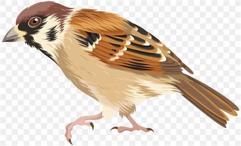 Sparrow Bird Clip Art, PNG, 8000x4860px, Bird, Beak, Coreldraw, Fauna, Feather Download Free