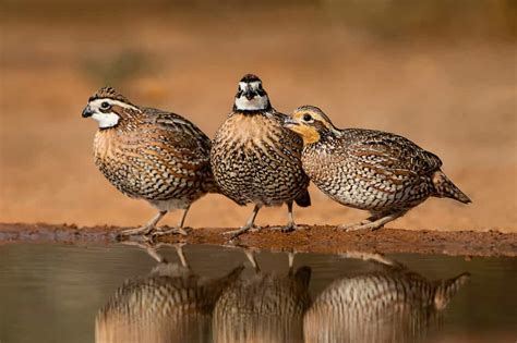 Discover the Official State Bird of Kansas - A-Z Animals