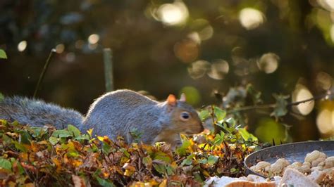 A Squirrel Eating Nuts Free Stock Video Footage, Royalty-Free 4K & HD Video Clip