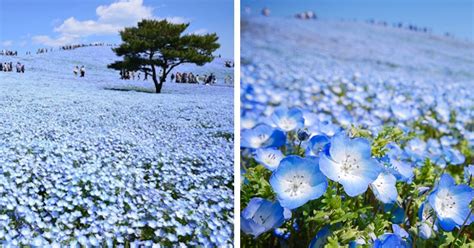 4.5 Million Blue Flowers Bloom Across Japanese Park Like a Field of Fairies | Japanese park ...