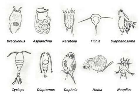 Freshwater Zooplankton Identification Guide