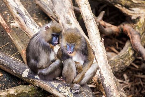 2 Monkeys Hugging Stock Photos - Download 222 Royalty Free Photos