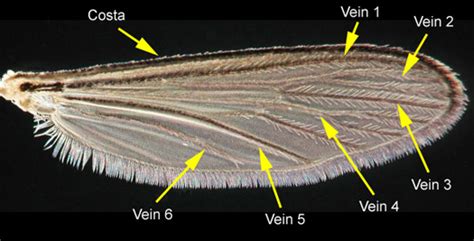 Adult Anatomy - UF IFAS Florida Medical Entomology Laboratory - University of Florida, Institute ...